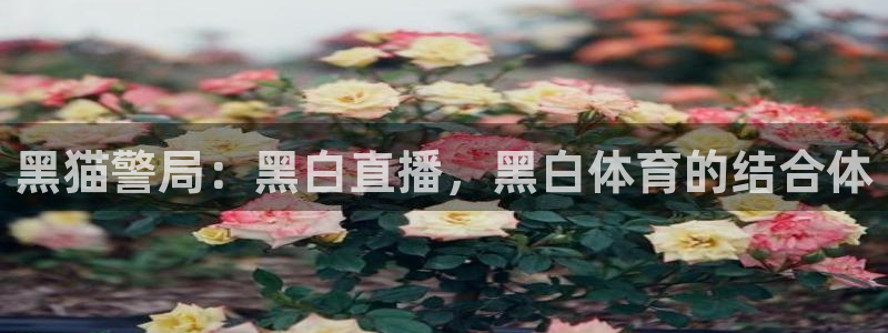 黑猫警局：黑白直播，黑白体育的结合体